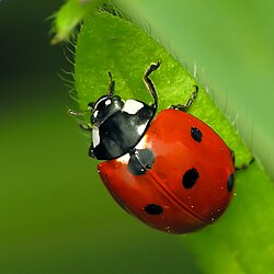 Beetles (Coleoptera)
