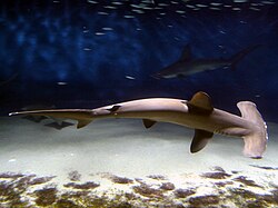 The scalloped hammerhead is classified as endangered.
