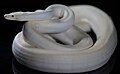 A python