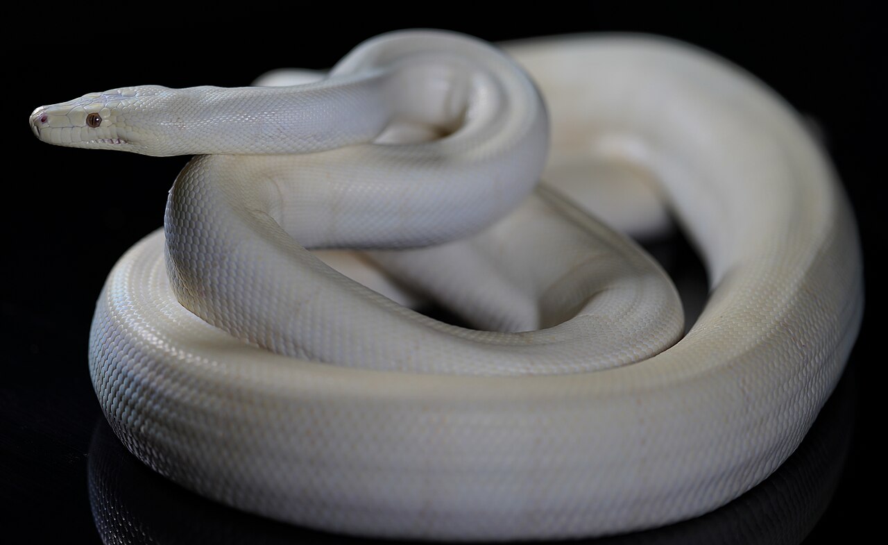 Albino Olive Python (Liasis olivaceus).jpg