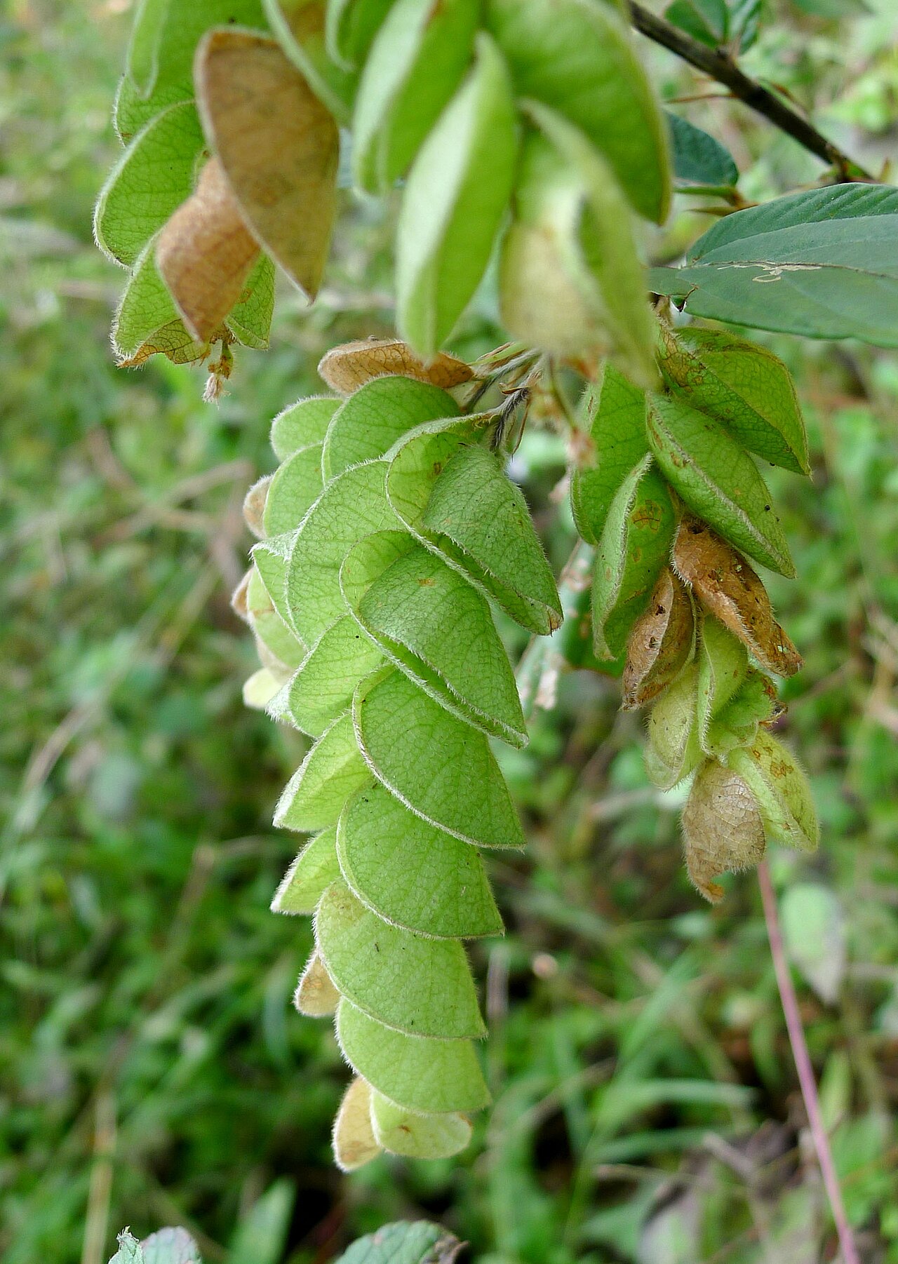 Luck plant .Flemingia strobilifera.jpg