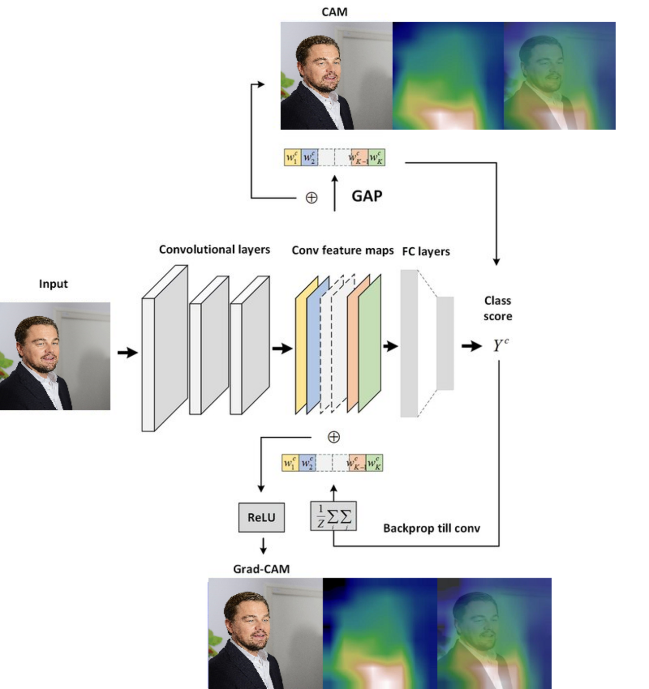 CAM and Grad-CAM example.png