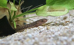 A Teugelsi bichir at Las Vegas Exotic Fish, an aquarium store.