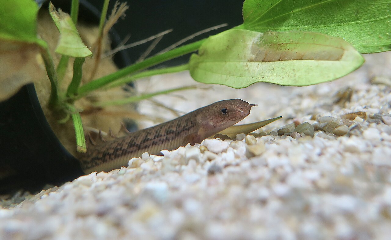 Teugelsi bichir.jpg