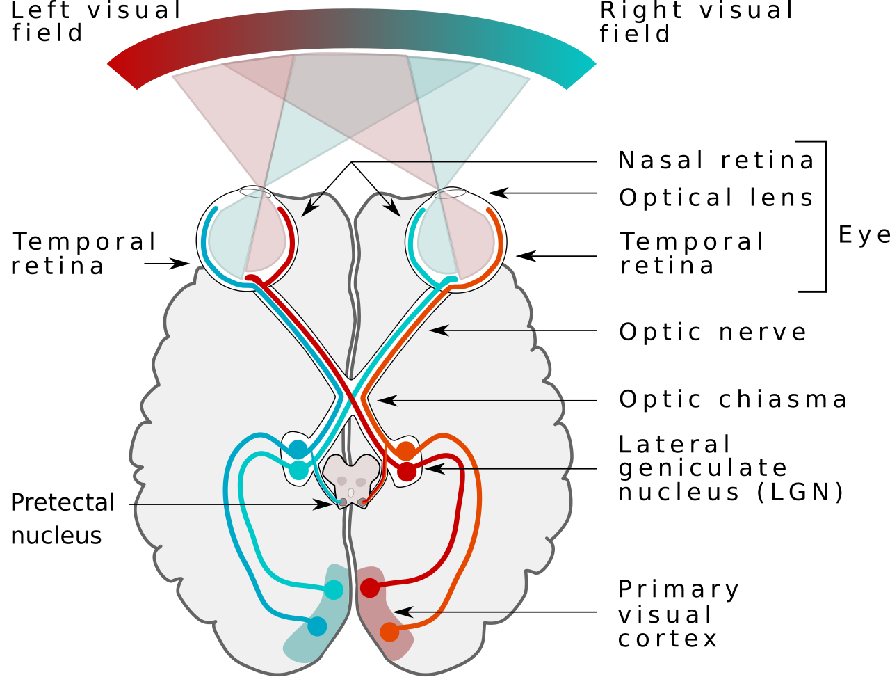 Human visual pathway.svg