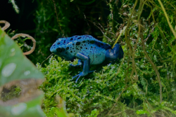 Blue Poison dart frog, Singapore ZOO