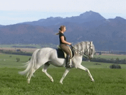 Trot 8–13 km/h (5.0–8.1 mph)