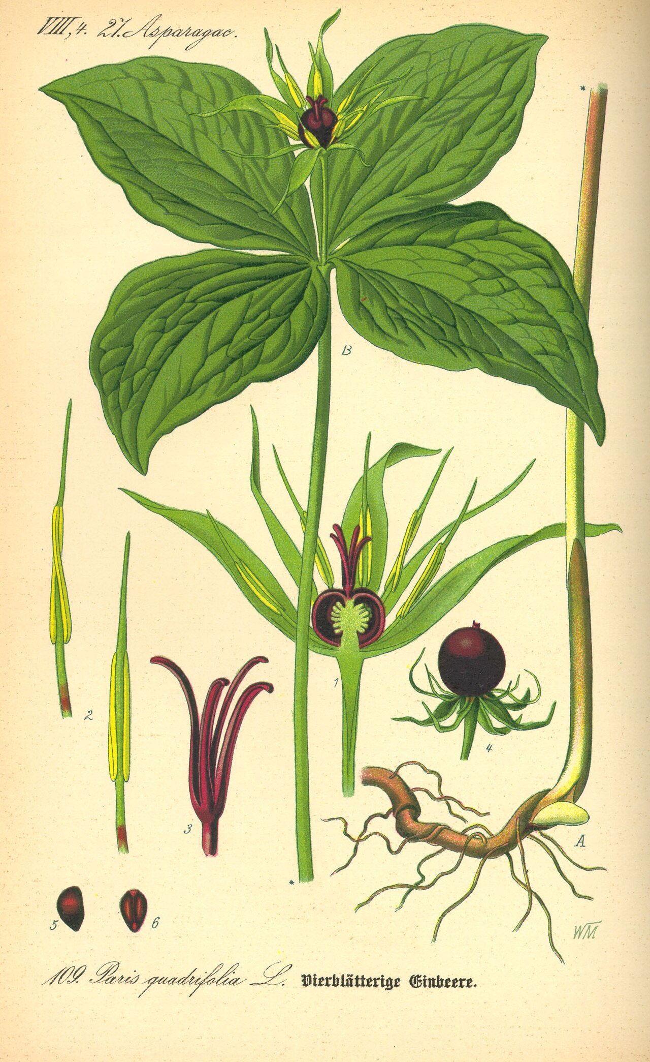 Illustration Paris quadrifolia0.jpg