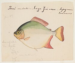 watercolor of a Pacu