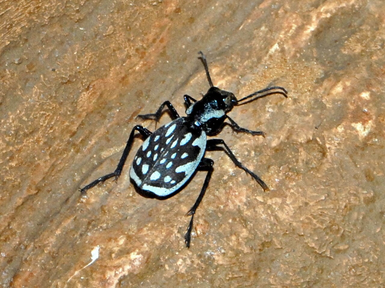 Carabidae - Graphipterus serrator.JPG