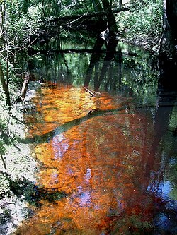 A blackwater stream