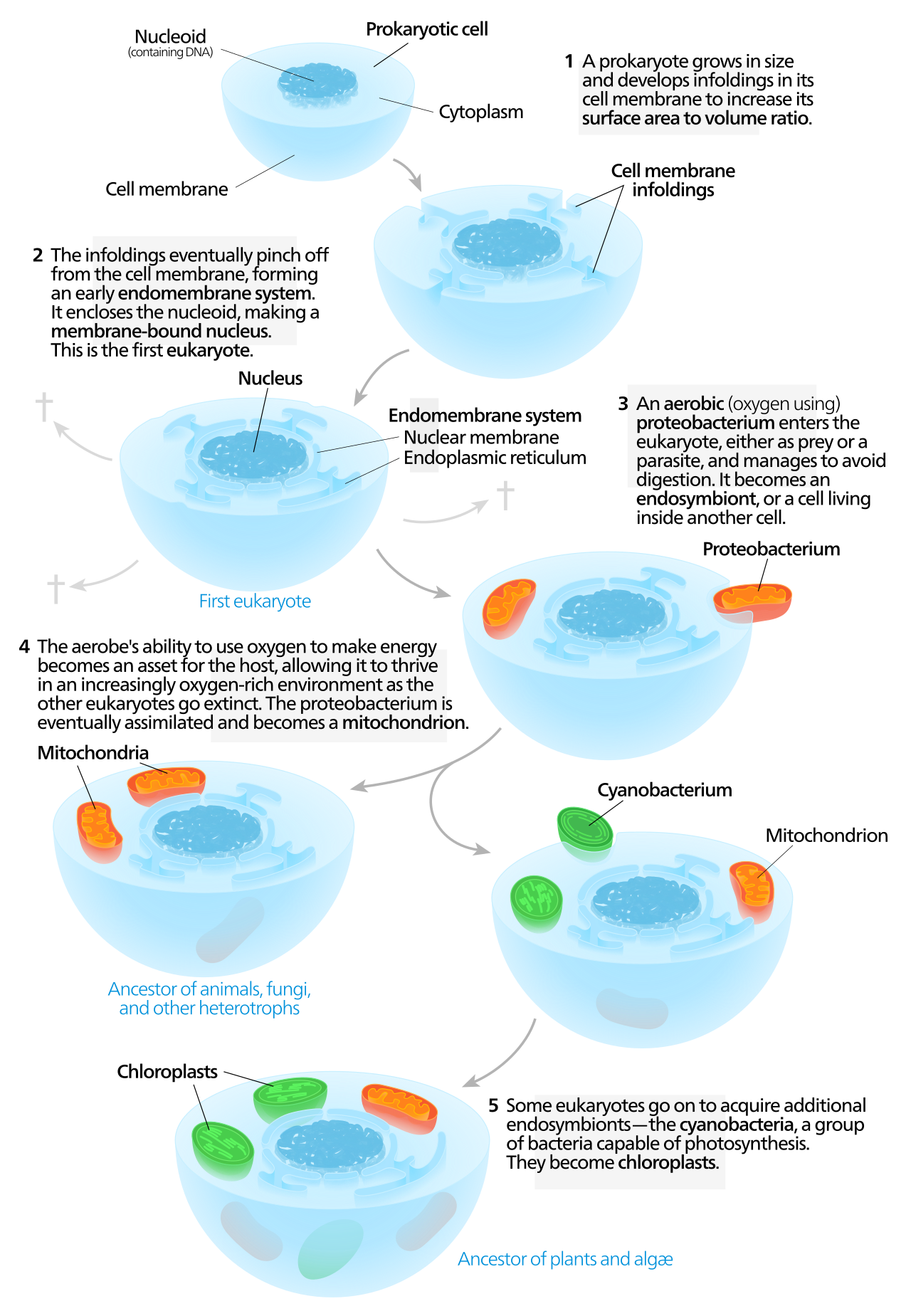 Serial endosymbiosis.svg