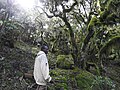 Forest guide