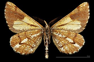 MHNT Bupalus piniaria flavescens ♂ △