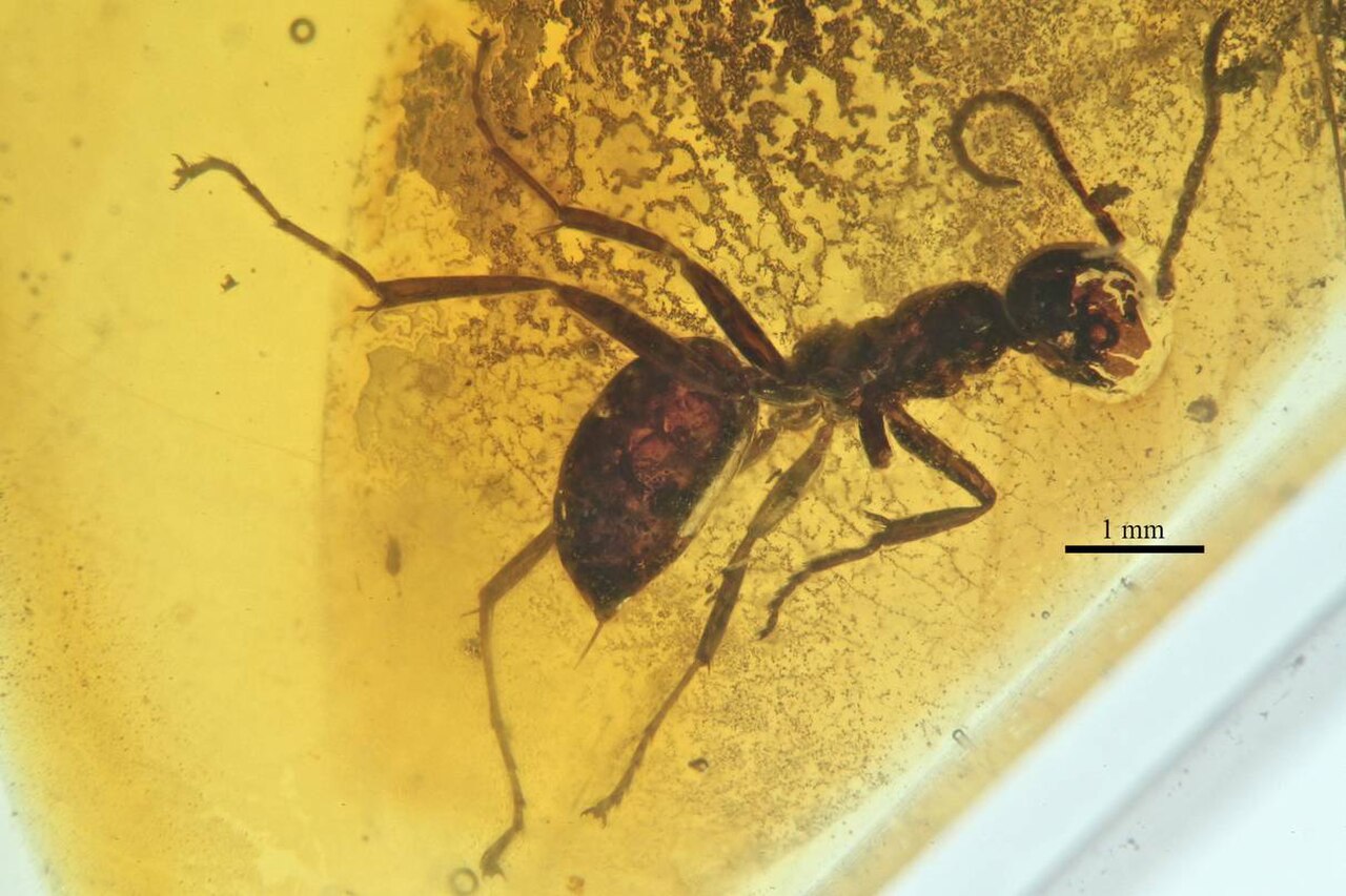 Sphecomyrma freyi AMNH-NJ943B.jpg