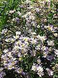 Kalimeris incisa - habit