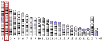 Chromosome 2 (human)