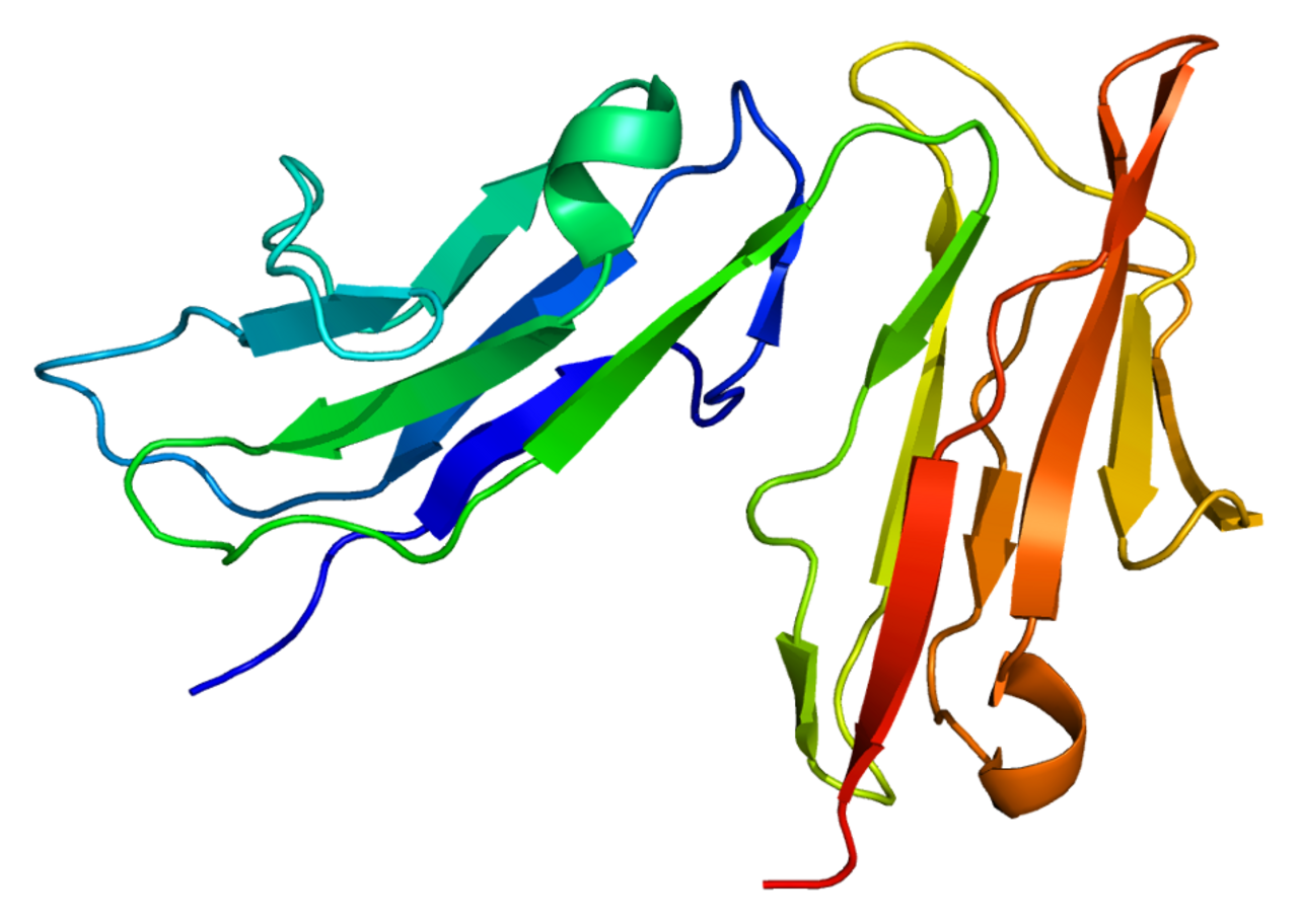Protein FCGR3A PDB 1e4j.png