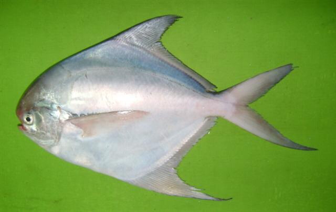 Pampus argenteus 1.jpg