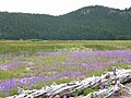 Perpetual meadows in Oregon, USA