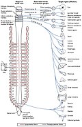 Innervations of the parasympathetic nervous system