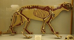 Skeleton at the Museo di Storia Naturale di Firenze