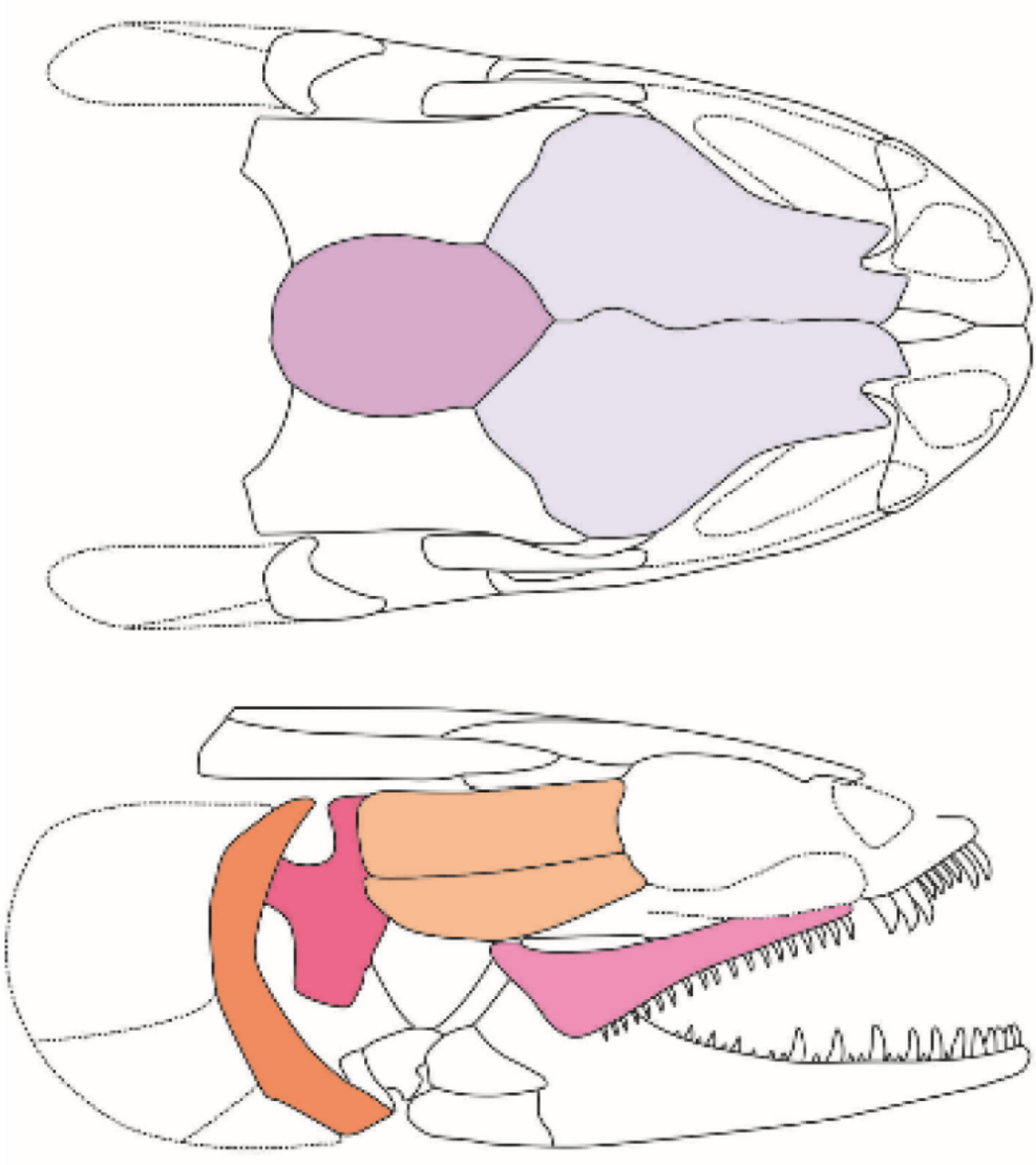 Siamamia naga skull reconstruction.png