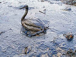 Picture of a bird covered in oil during an oil spill