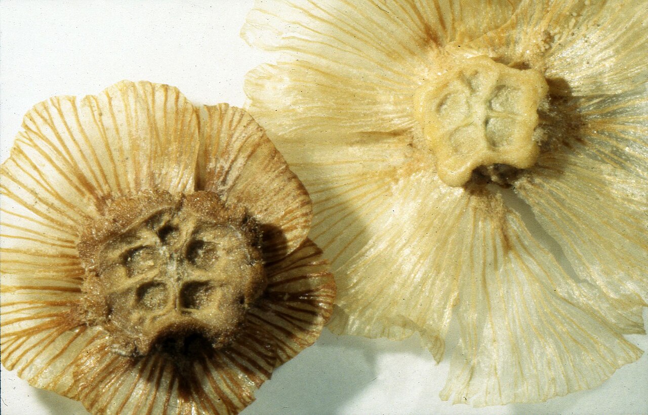 Halothamnus hierochunticus fruit 2.JPG