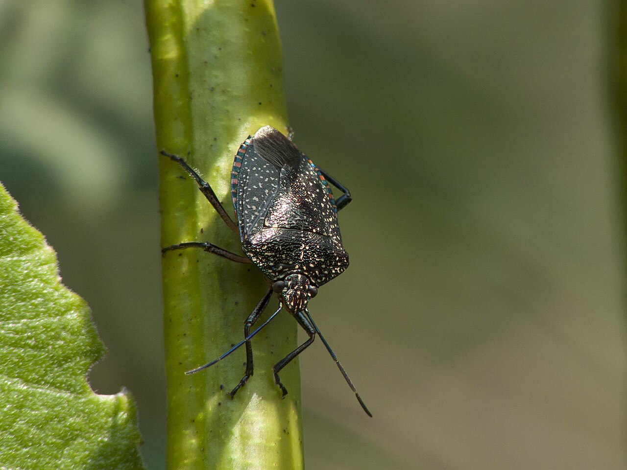 Pellaea stictica.jpg