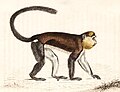 Mona monkey