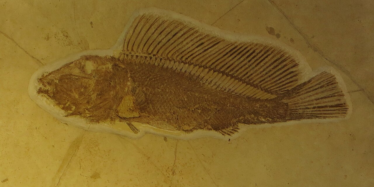 Macrosemius rostratus 4356.jpg