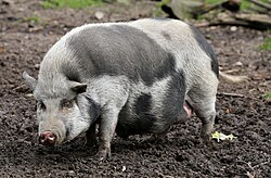 close-up of a minipig
