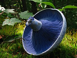 An upturned Lactarius indigo mushroom