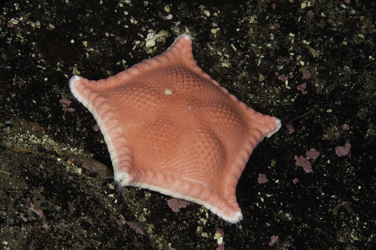 Ceramaster granularis 101460978.jpg
