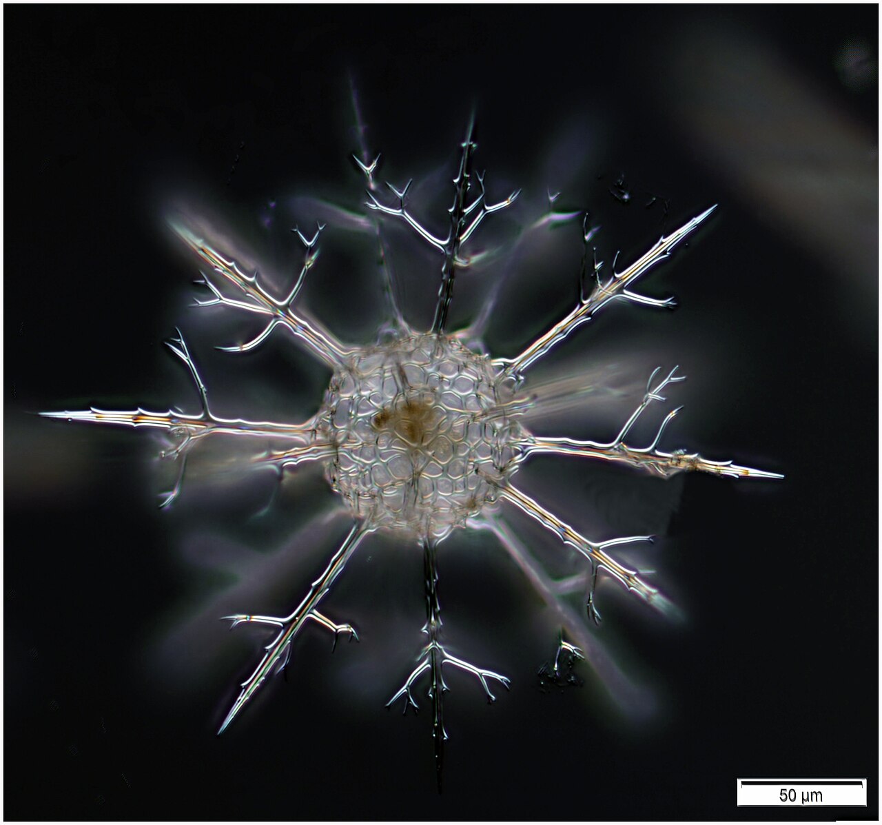 Cladococcus abietinus.jpg