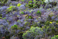 Madagascar dry deciduous forests during the end of the dry season. Many treas without leafs.