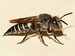 Coelioxys inermis