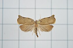 Chiraps alloica