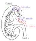 Kidney
