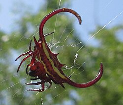G. falcicornis Mozambique