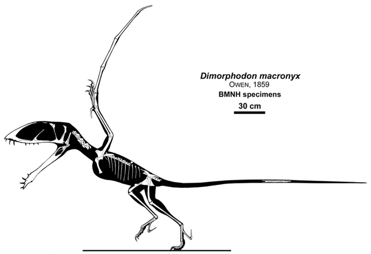 Dimorphodon skeleton.jpg