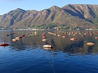 Longline mussel farm in Bay of Kotor, Montenegro