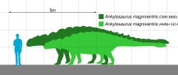 Outline of human superimposed on outline of Ankylosaurus