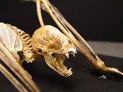 The image depicts a vampire bat skeleton, with particular visual emphasis on the skull.