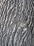 Bark of U. minor, Bulgaria