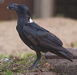 White-necked