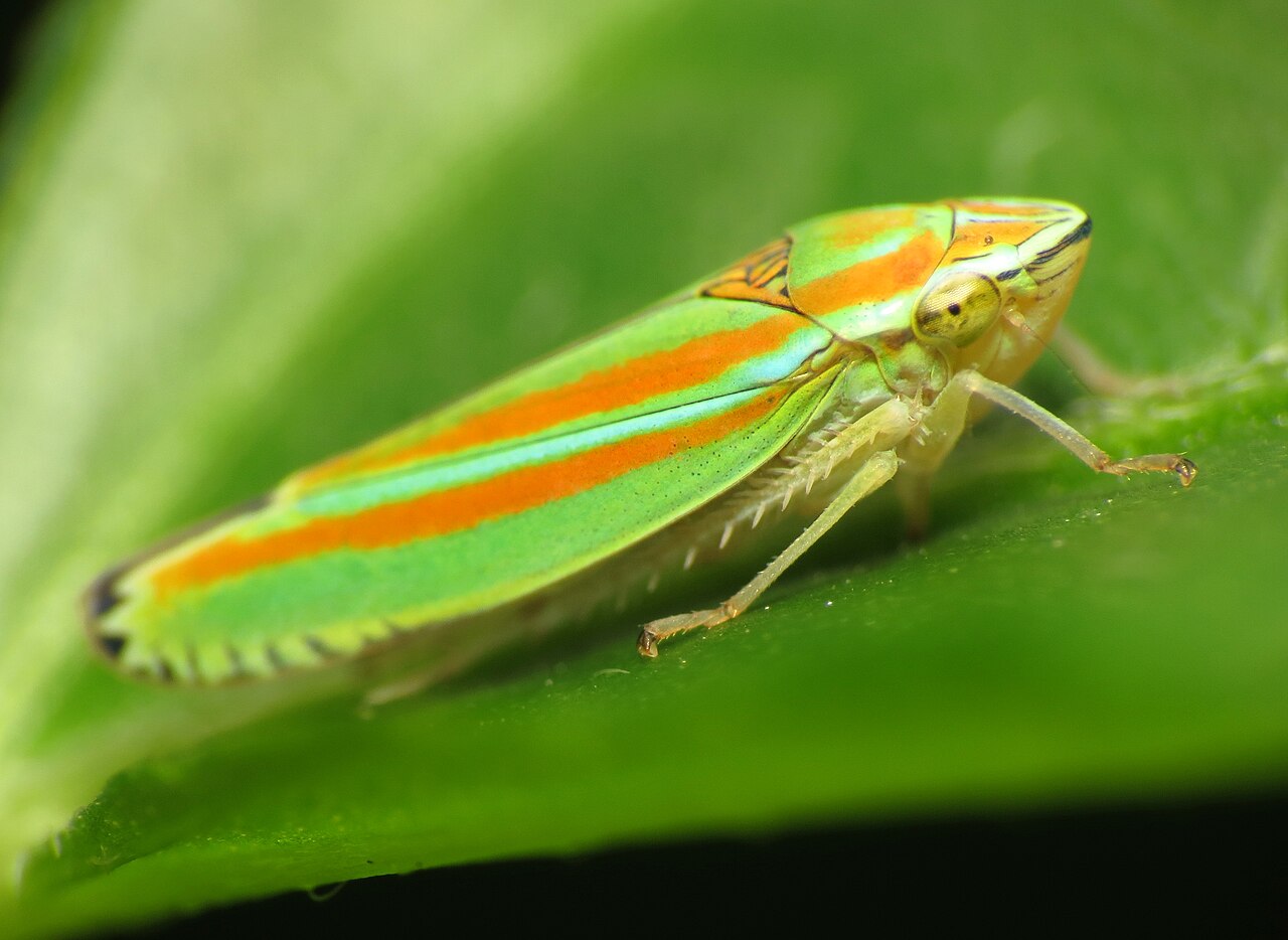 Striped Sharpshooter - Flickr - treegrow (1).jpg