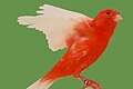 Intense red with white wings