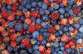 Wild berries from the Innoko National Wildlife Refuge: Vaccinium uliginosum (blue), V. vitis-idaea, and Rubus arcticus